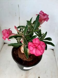 LEILÃO Nº 426 - Imagem 2