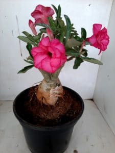 LEILÃO Nº 426 - Imagem 9