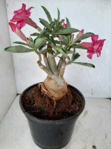 LEILÃO Nº 426 - Imagem 8