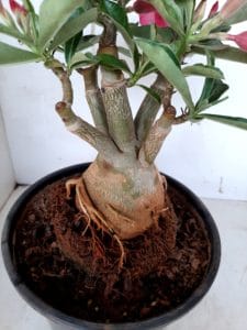 LEILÃO Nº 426 - Imagem 7