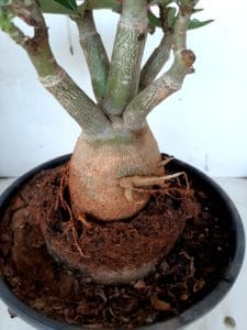 LEILÃO Nº 426 - Imagem 5