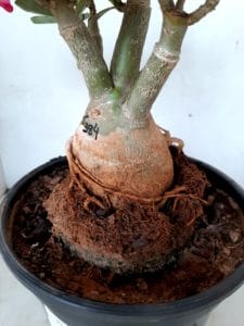 LEILÃO Nº 426 - Imagem 4