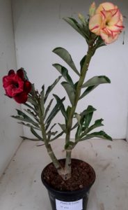 LEILÃO Nº 454 - Imagem 18