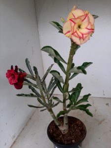 LEILÃO Nº 454 - Imagem 3