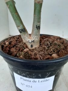 LEILÃO Nº 454 - Imagem 17