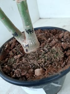 LEILÃO Nº 454 - Imagem 15