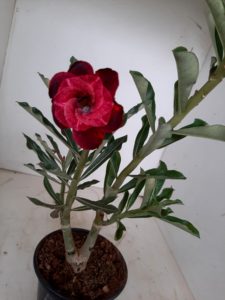 LEILÃO Nº 454 - Imagem 4