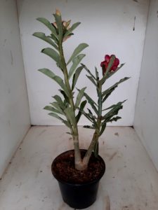 LEILÃO Nº 454 - Imagem 14