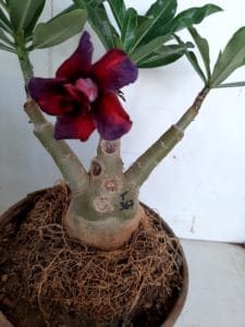 LEILÃO Nº 423 - Imagem 9