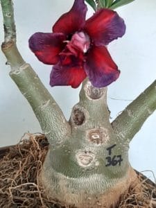 LEILÃO Nº 423 - Imagem 8