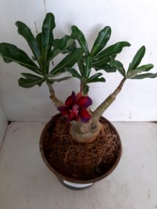 LEILÃO Nº 423 - Imagem 7