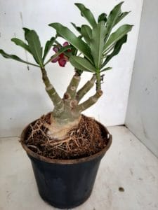 LEILÃO Nº 423 - Imagem 6