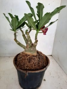 LEILÃO Nº 423 - Imagem 5