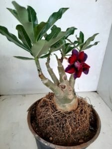 LEILÃO Nº 423 - Imagem 4