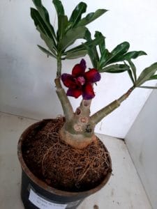 LEILÃO Nº 423 - Imagem 3