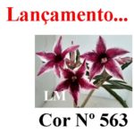ENXERTO COR LM 563