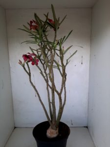 LEILÃO Nº 438 - Imagem 9