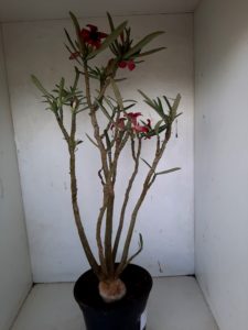 LEILÃO Nº 438 - Imagem 8