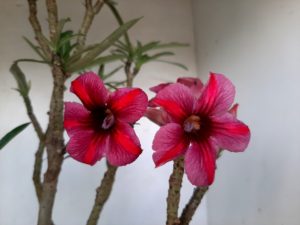 LEILÃO Nº 438 - Imagem 6