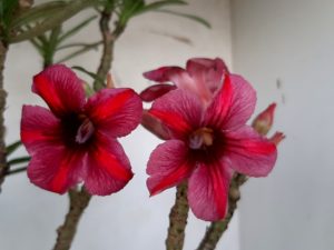 LEILÃO Nº 438 - Imagem 5