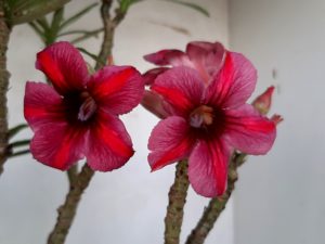 LEILÃO Nº 438 - Imagem 4