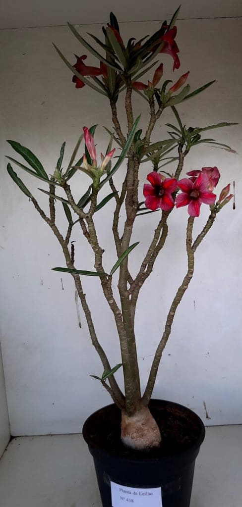 LEILÃO Nº 438 - Imagem 16