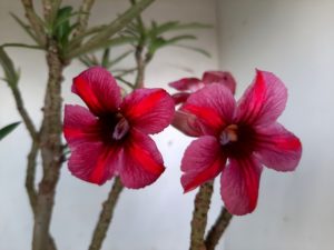 LEILÃO Nº 438 - Imagem 15