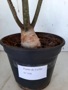 LEILÃO Nº 438 - Imagem 14