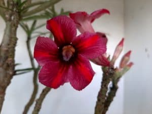 LEILÃO Nº 438 - Imagem 13