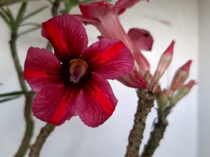 LEILÃO Nº 438 - Imagem 3