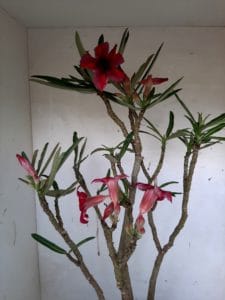 LEILÃO Nº 438 - Imagem 11