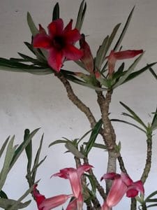 LEILÃO Nº 438 - Imagem 10