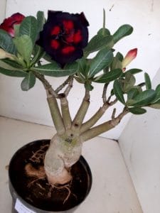 LEILÃO Nº 439 - Imagem 5