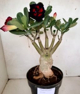 LEILÃO Nº 439 - Imagem 4