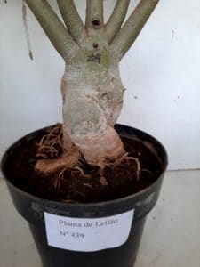 LEILÃO Nº 439 - Imagem 12