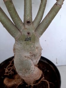 LEILÃO Nº 439 - Imagem 11