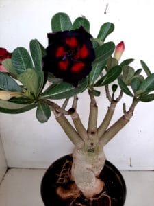 LEILÃO Nº 439 - Imagem 3