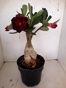 LEILÃO Nº 439 - Imagem 10