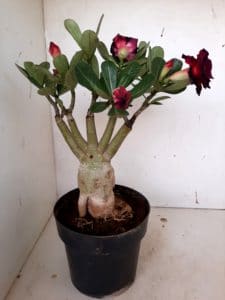 LEILÃO Nº 439 - Imagem 9