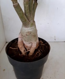 LEILÃO Nº 439 - Imagem 7