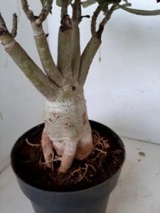 LEILÃO Nº 439 - Imagem 6