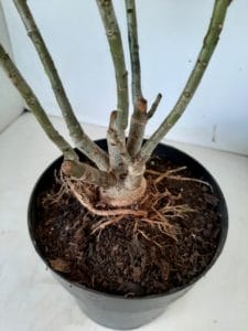 LEILÃO Nº 444 - Imagem 12