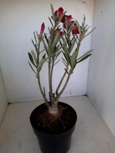 LEILÃO Nº 444 - Imagem 10