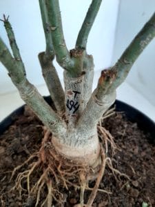 LEILÃO Nº 444 - Imagem 13