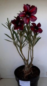 LEILÃO Nº 444 - Imagem 11