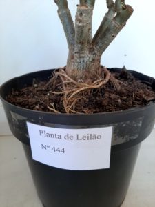 LEILÃO Nº 444 - Imagem 16