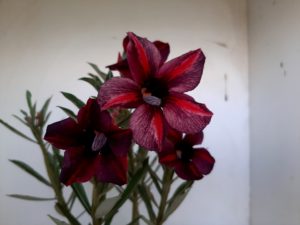 LEILÃO Nº 444 - Imagem 6