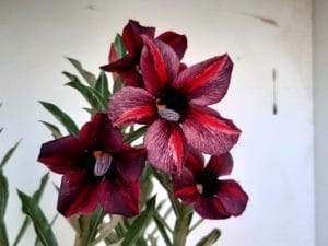 LEILÃO Nº 444 - Imagem 9