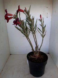 LEILÃO Nº 444 - Imagem 14