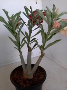 LEILÃO Nº 445 - Imagem 7